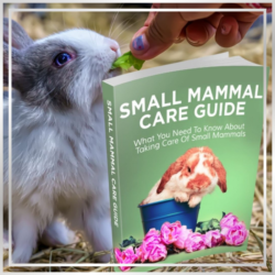 small mammal care guide product